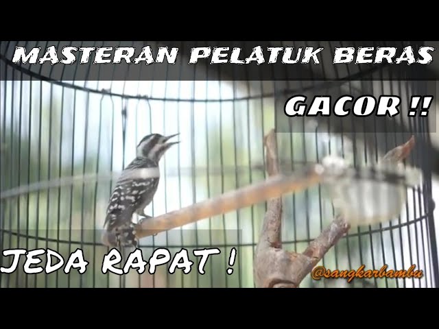 Masteran Pelatuk Beras Gacor || owner : @Sangkarbambu Terbaru class=