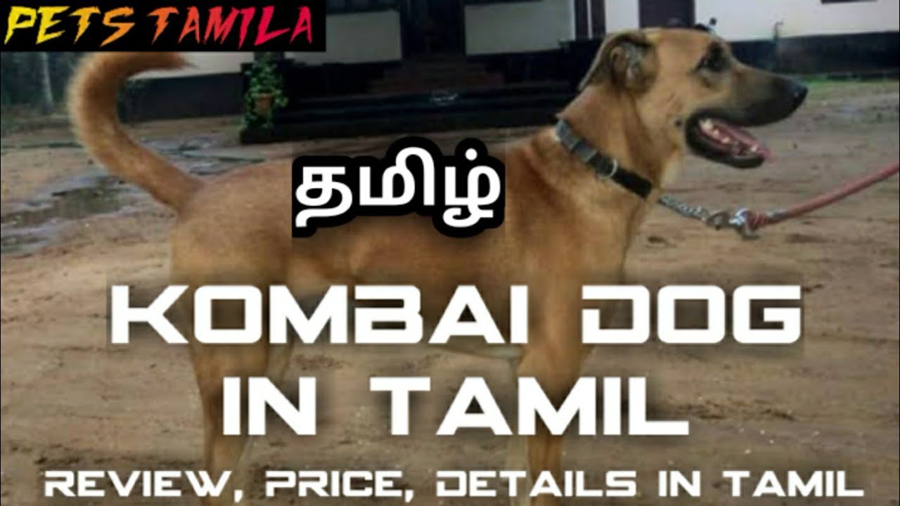 Kombai dog in Tamil/india dog breeds/petstamila/Tamil/kombai dog price