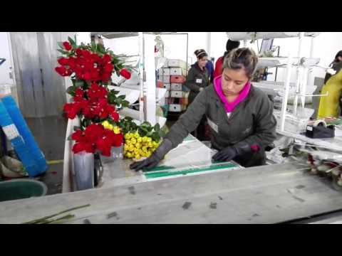 ¿Cuál Es La Descripción Del Trabajo De Un Gerente De Floristería?