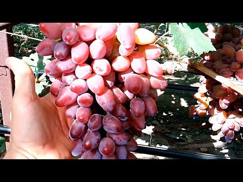 Виноград Ромео Низина Фаэтон на 28.08.2018