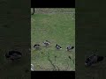 Four Mallards #birds #wildlife #nature