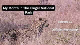 The Kruger National park - Olifants - My favourite safari to date! Leopards and Wild dogs!