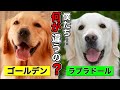 【4分で分かる】ゴールデンレトリバーとラブラドールレトリバーの違いとは？～前半～【もふもふかわいい！大型犬雑学】