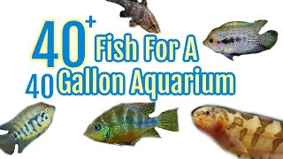 40 Stocking Idea's For A 40 Gallon Fish Tank