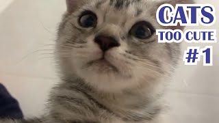 Too Cute Cats #1 2020 by CatsNDogs365 8 views 4 years ago 12 minutes, 31 seconds