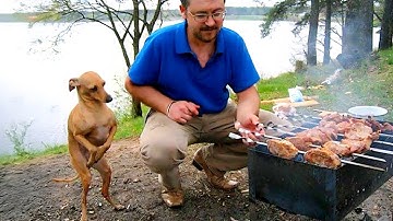 When Your Dog Acts Like a Tiny Human 😂 Funny Dog and Humans