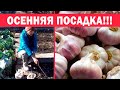 Осенняя посадка чеснока. 6 секретов хорошего урожая