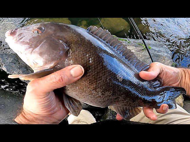BLACKFISH LIMIT - Tog / Tautog Fishing from Shore 