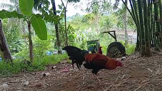 Sweater Hatch Kelso 1X Winner Hack Fight