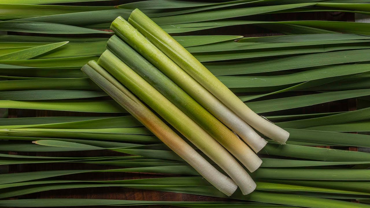 Edible Parts of Cattails