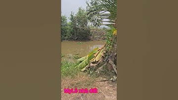 Cần bán nhanh DT 15 công giá 155 triệu 1 công thuộc huyện Tân Thạnh tỉnh Long an