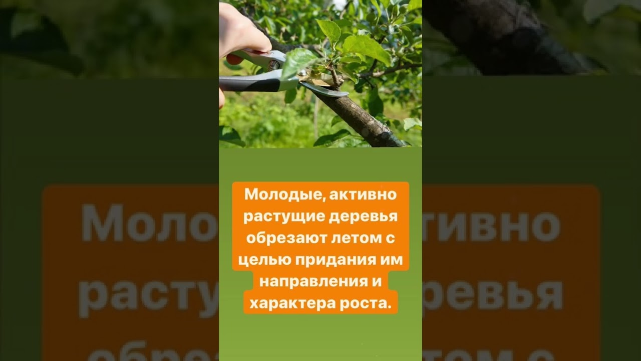 Осторожно с обрезкой деревьев! #дачныйагроном - YouTube