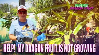 HOW TO FIX A DRAGON FRUIT THAT IS NOT GROWING
