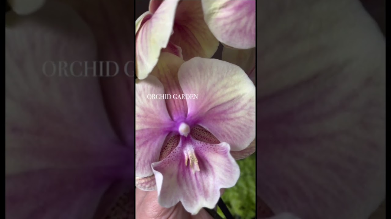 #orchid