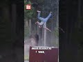 💥 Bison dreht durch! Attacke auf Tourist im Yellowstone Park #shorts