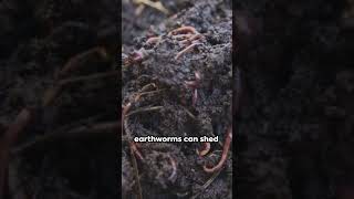 Wriggling Wonders 10 Earthworm Facts