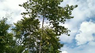 Tugas Sosiologi Kearifan Lokal