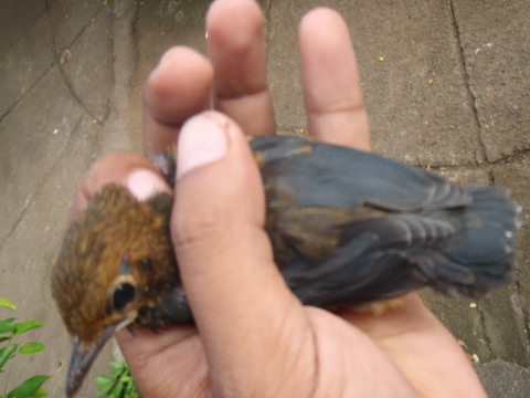 Terapi Pancingan Anis Jantan Buka Paruh Cara Membedakan Anis