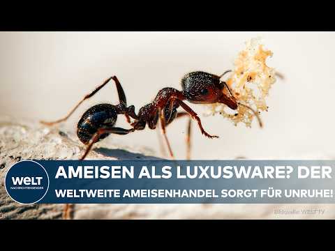 GEFÄHRLICHE SCHMUGGELWARE: Forscher schlagen Alarm! Geheimer Ameisenhandel hat drastische Folgen!