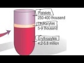 Circulatory System Quiz