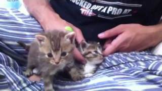 3 week kittens - Kiwi and Cino by jonwooz 840 views 12 years ago 45 seconds