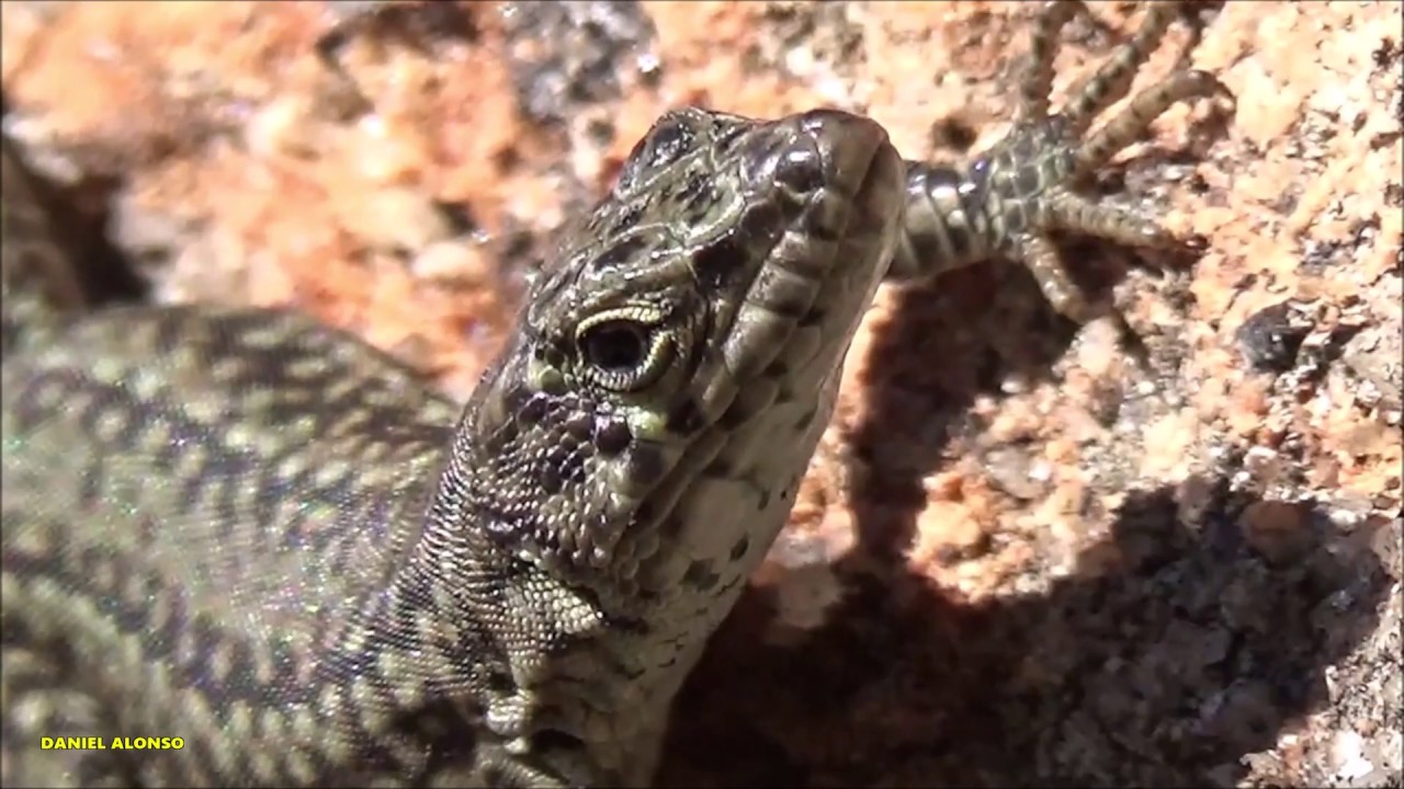 lagartija ibérica o hispánica (Podarcis hispanicus)