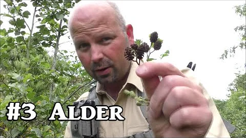 Alder - Plant Identification, Uses and Folklore