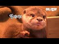 집 앞 하천에 산책 나갔다가 수달 본거 같은데 맞나요 (궁서체.)ㅣOtter Appears In A Dirty Stream Running Through Downtown?!