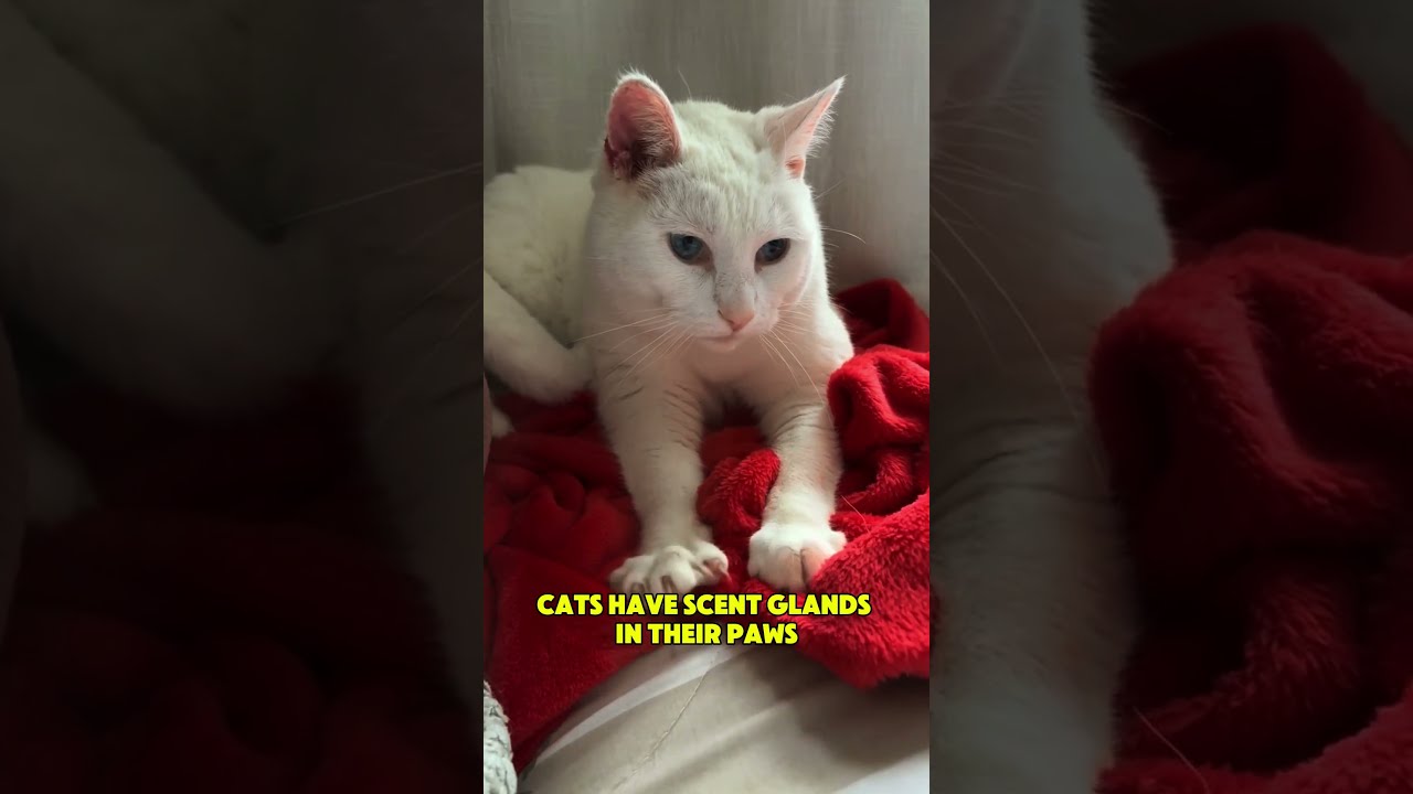 🐱✨ Why Do Cats Knead? | The Science Behind "Making Biscuits"