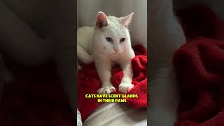 🐱✨ Why Do Cats Knead? | The Science Behind "Making Biscuits"