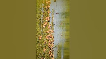 Lesser whistling duck/#justiceforzubeengarg #gl_photography7 #nature #birds #youtube #shorts #zubeen