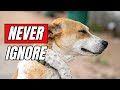 Why Does My Dog SCRATCH SO MUCH? What To DO About IT