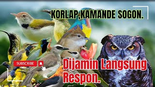 Suara Pikat Burung Kecil, Kolibri Klapa, Trucukan,Sogon, Kamande, Prenjak Lumut Paling Ampuh.