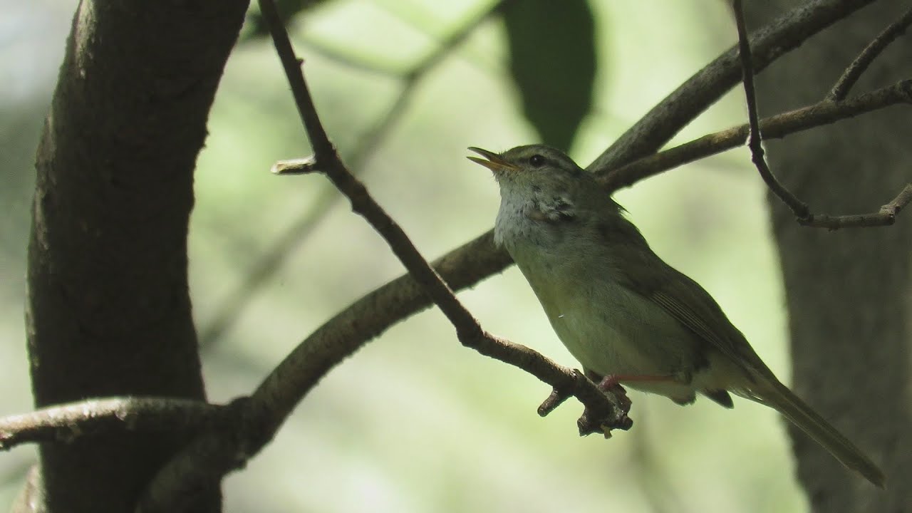 鳴き声 ウグイス の ウグイスの鳴き声の大きさと周波数成分｜環境工房