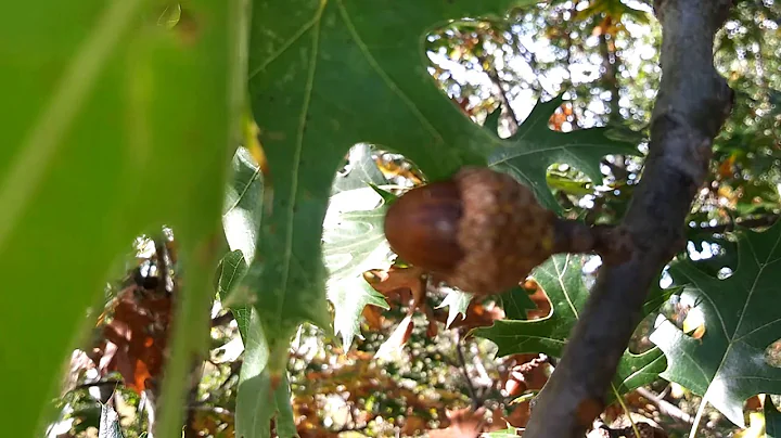 Planting Oak Trees From Acorns Directly into Ground
