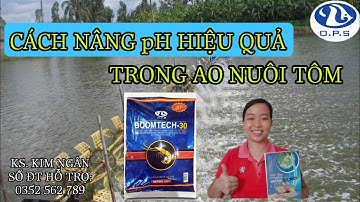 Cách nâng pH hiệu quả trong ao nuôi tôm | Ngan Nguyen Official
