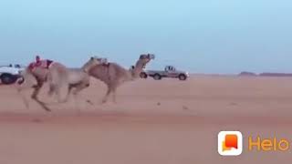 Camel Race Thar Fight Dance India