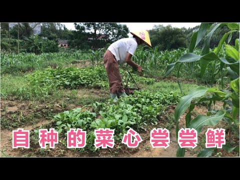 广西农村90后媳妇种了1个多月的菜心开摘了 配上蒜头爆炒很鲜很香【广西一帆妈妈】