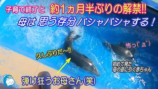 【ゴマフアザラシ】初めて見る「踊り狂う母」の姿に引く赤ちゃん　（伊勢シーパラダイス／水族館）