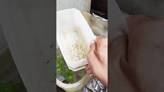 Breeding guppy successfully #guppy #fishkeepinghobby #tropicalfish #aquarium #aquariumfish
