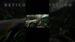 Meet the world's longest snake: the Reticulated Python. #lWildMinute #Snake #Wildlife #Shorts