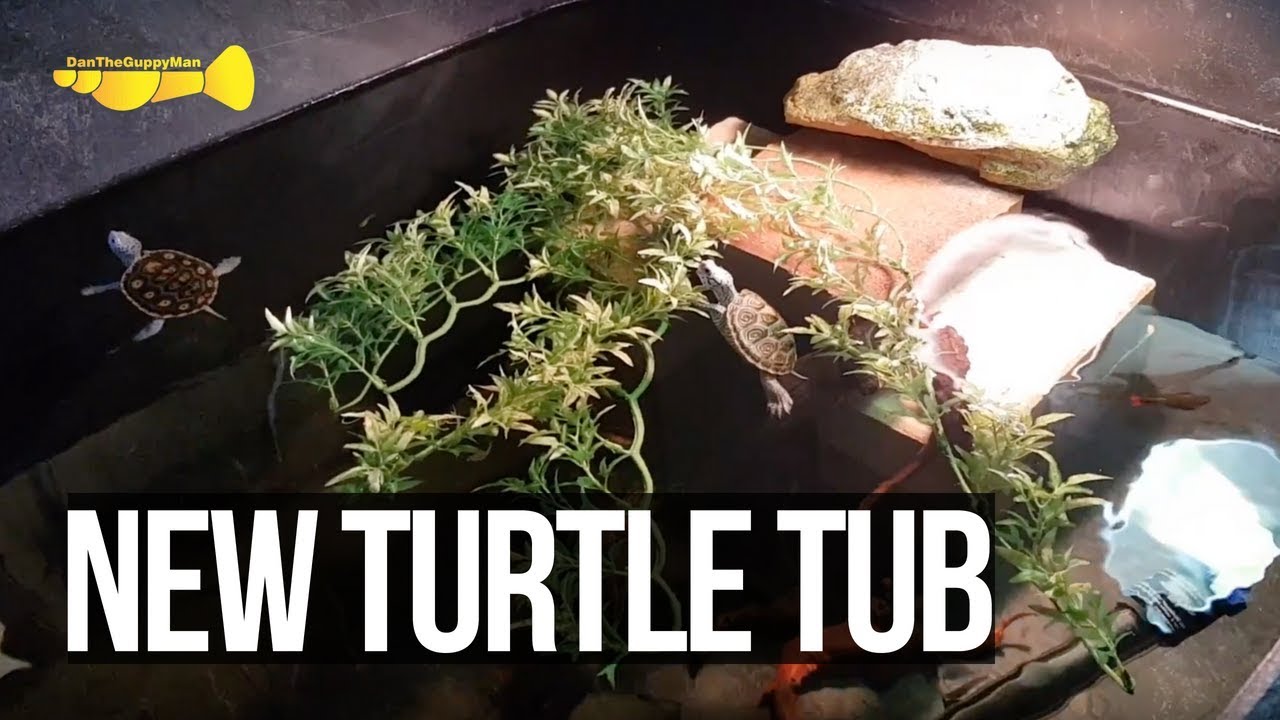 diamondback terrapins in the ocean NEW 75 Gallon Turtle Tub (Unboxing+setup!)
