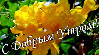 🌼Желаю Самого Доброго Солнечного Утра!🌼  Шикарная Музыкальная Открытка С Добрым Утром!🌼