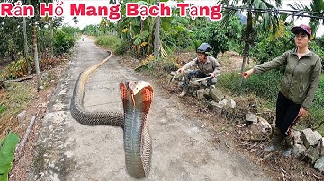 Cuộc Gọi Khẩn Cấp Của Cụ Bà 80 Tuổi Phát Hiện 3 Con Rắn Hổ Mang Bò Vào Đống Củi