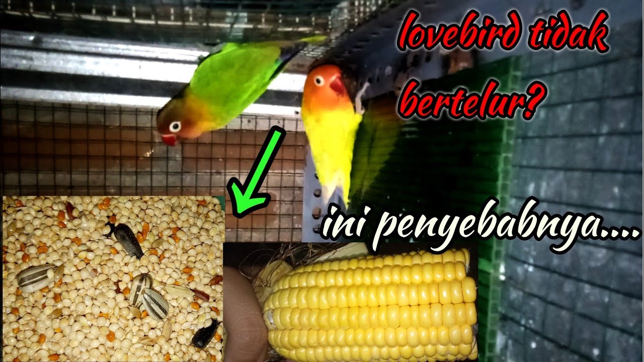 penyebab lovebird tidak mau bertelur || ternak lovebird 