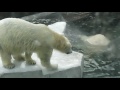 Белые медведи плавают.