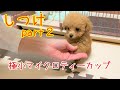 【極小マイクロティーカップ】生後68日目からのしつけpart２　８日間でお座り～待てを完璧マスター！！【トイプードル】【マイクロティーカッププードル】【toy poodle】【犬】