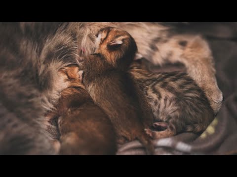 Video: Über Rektalblutungen bei Katzen