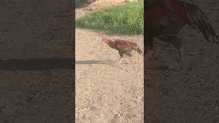 Download Lagu shooq aseel Short video MP3