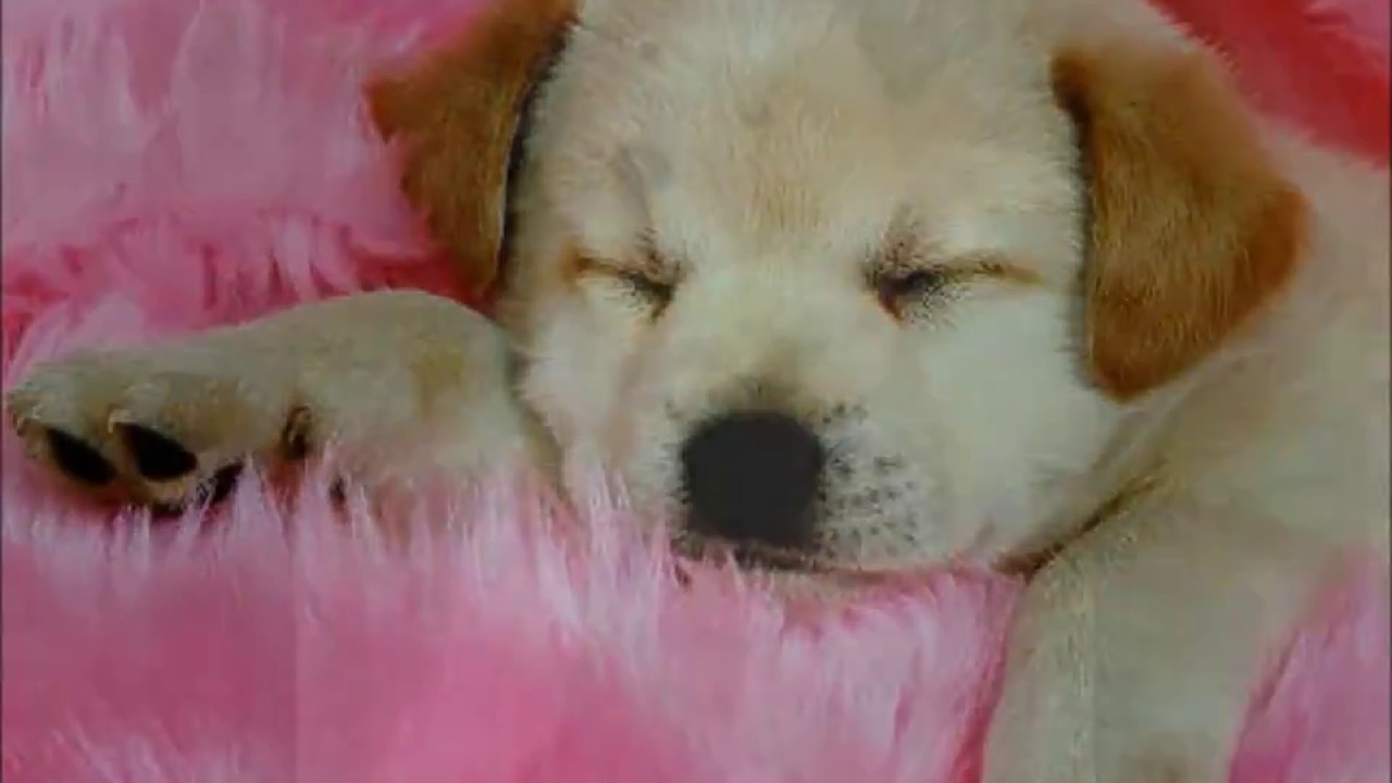 Ropa para canes - Dog Fashion